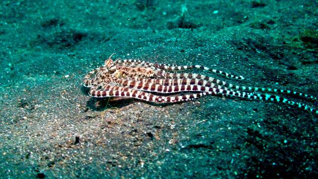 Los pulpos son capaces de adoptar la forma del fondo marino