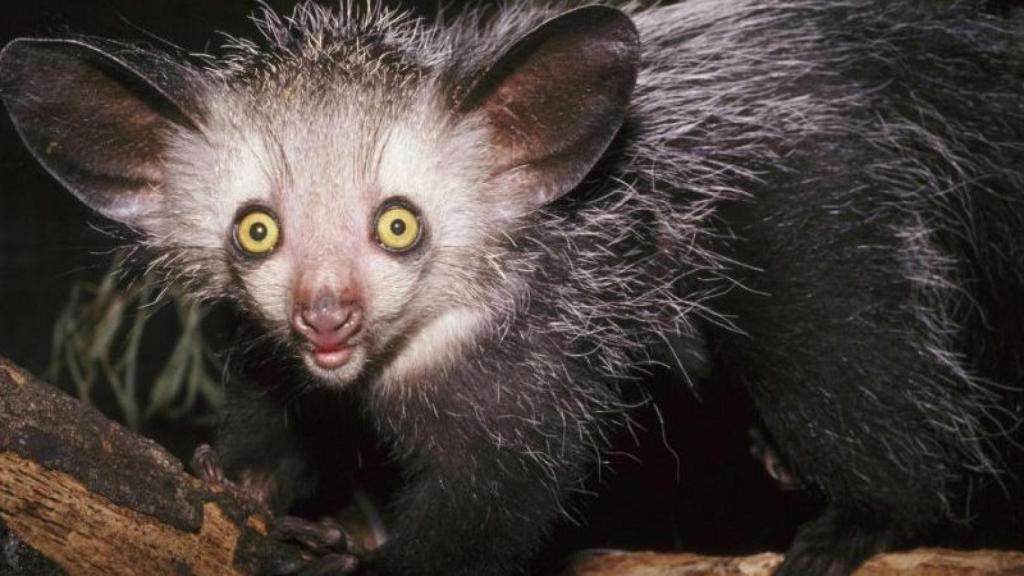 aye-aye