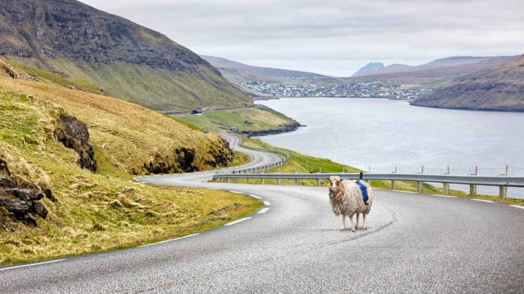 Una oveja con su cámara 360º frente a un impresionante paisaje en Feroe.
