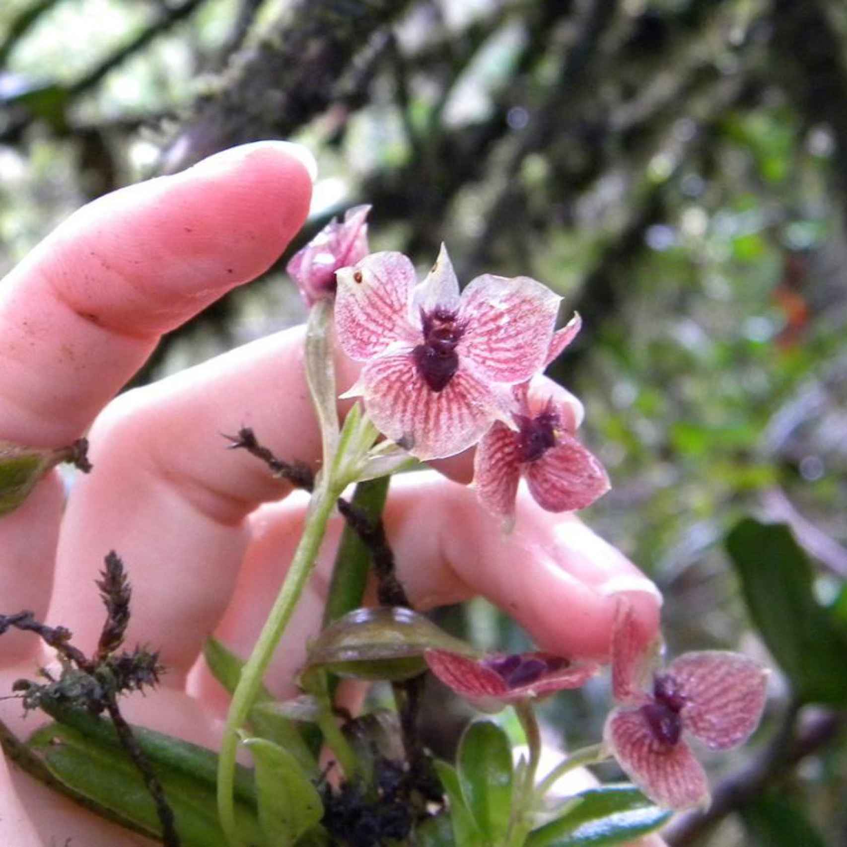 Imagen de la nueva variedad de orquídeas colombianas