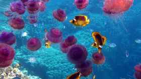 plagas de medusas