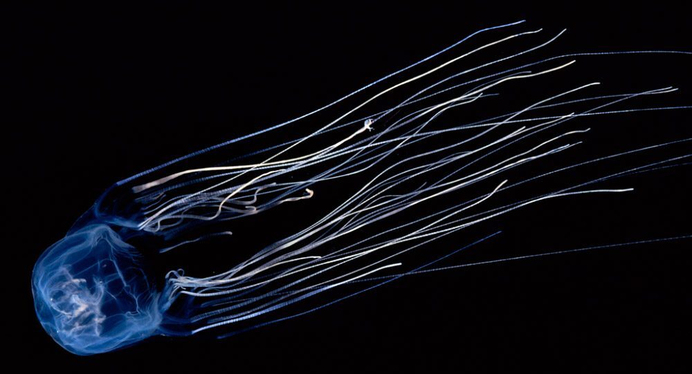 medusas-avispas-de-mar