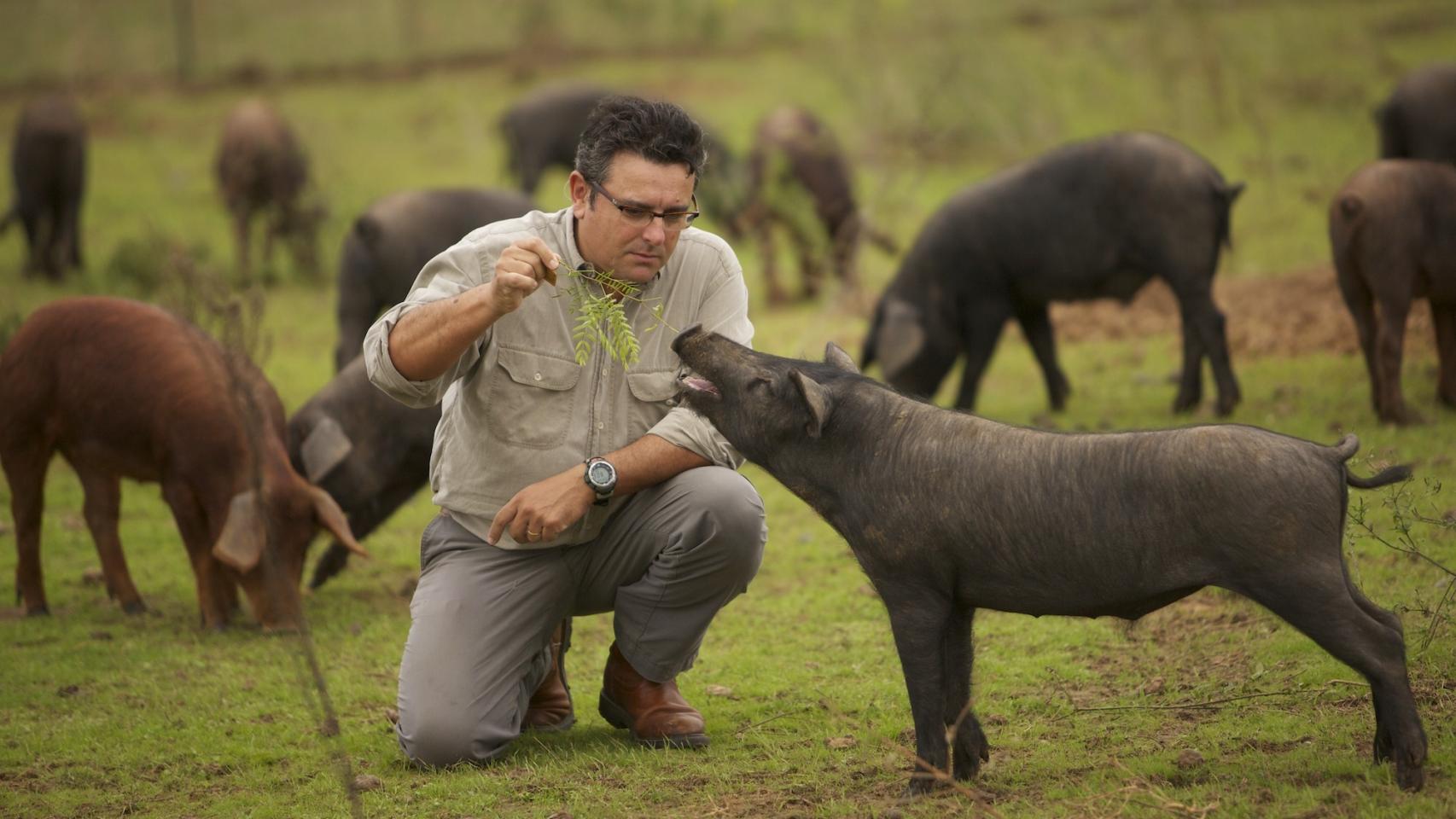 Manuel, socio de Sergio, alimentando uno de los cerdos de Acornseekers.