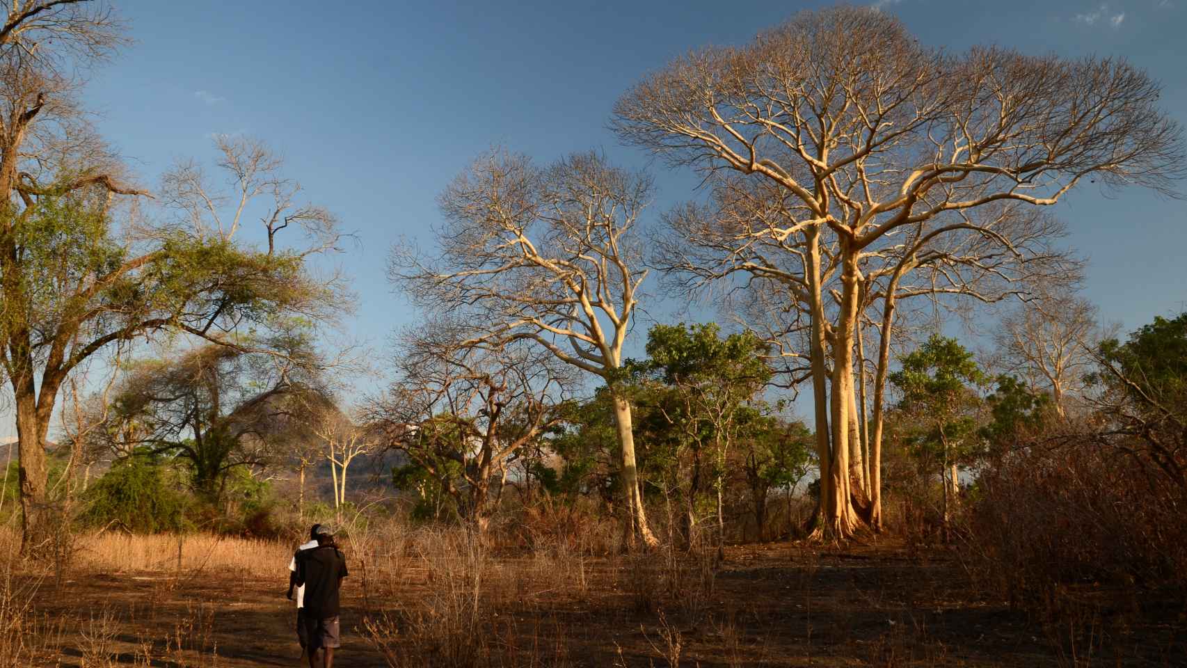 Paisaje en la Reserva Natural de Niassa en Mozambique