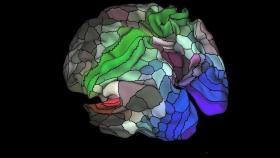 mapa del cerebro