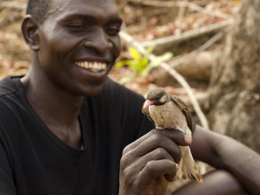 Un hombre sostiene un pájaro guía de la miel