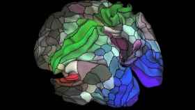 Image: Un nuevo mapa registra áreas desconocidas de la corteza cerebral