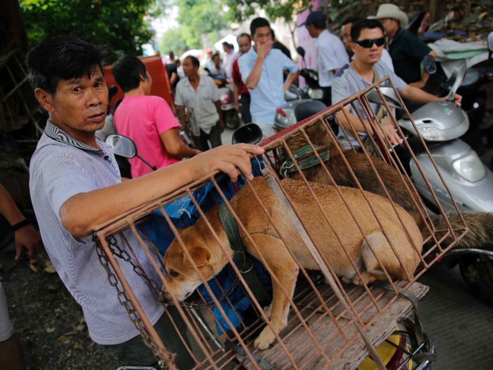 El festival de Yulin, donde se comen miles de perros.