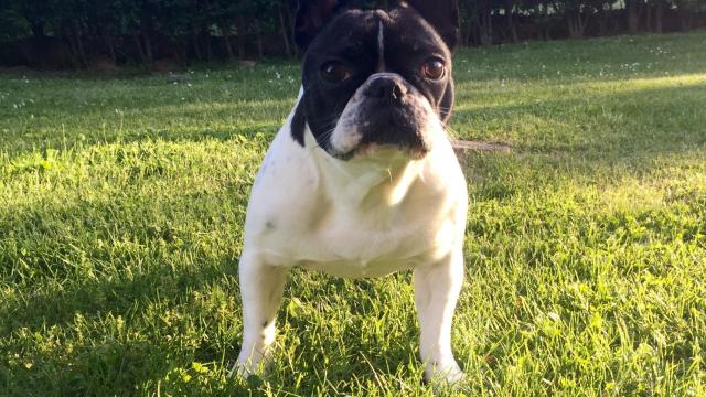 Un ejemplar de bulldog francés como Roko, la mascota que falleció en un vuelo de Iberia