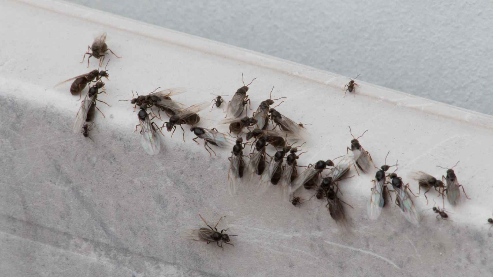 Un grupo de hormigas voladoras.