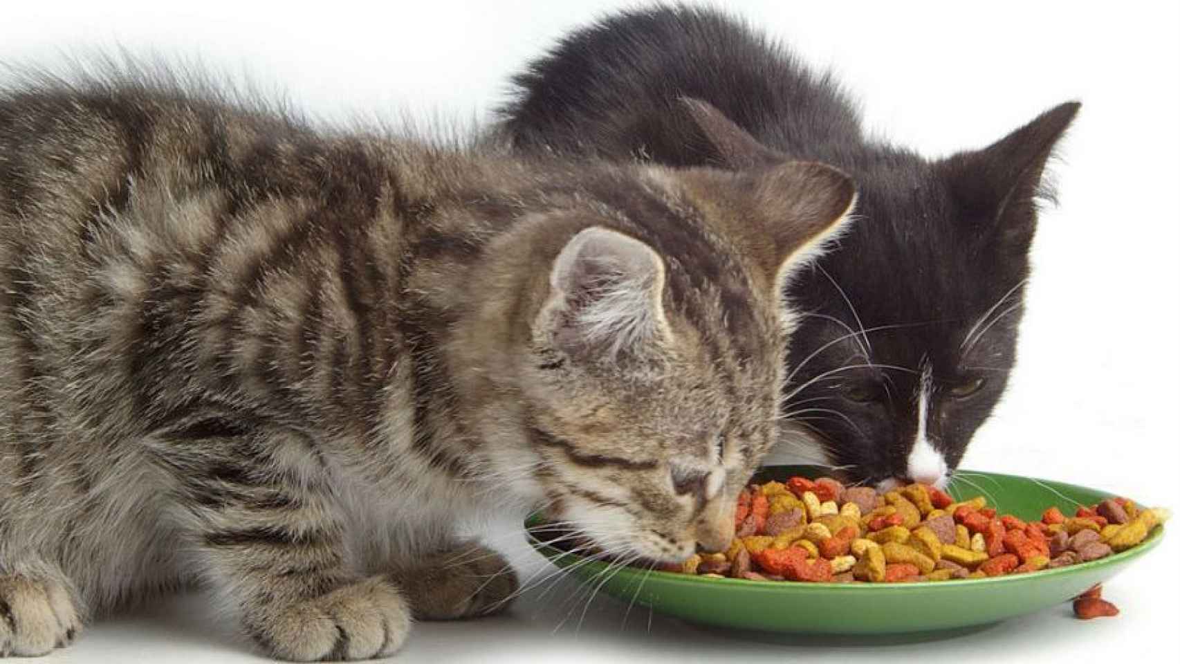 alimentos peligrosos para los gatos