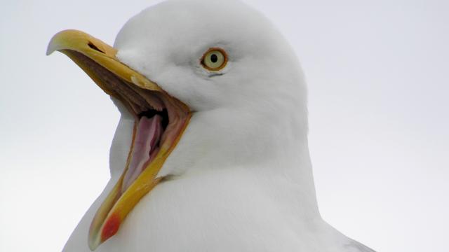 Una gaviota orgullosa de serlo.