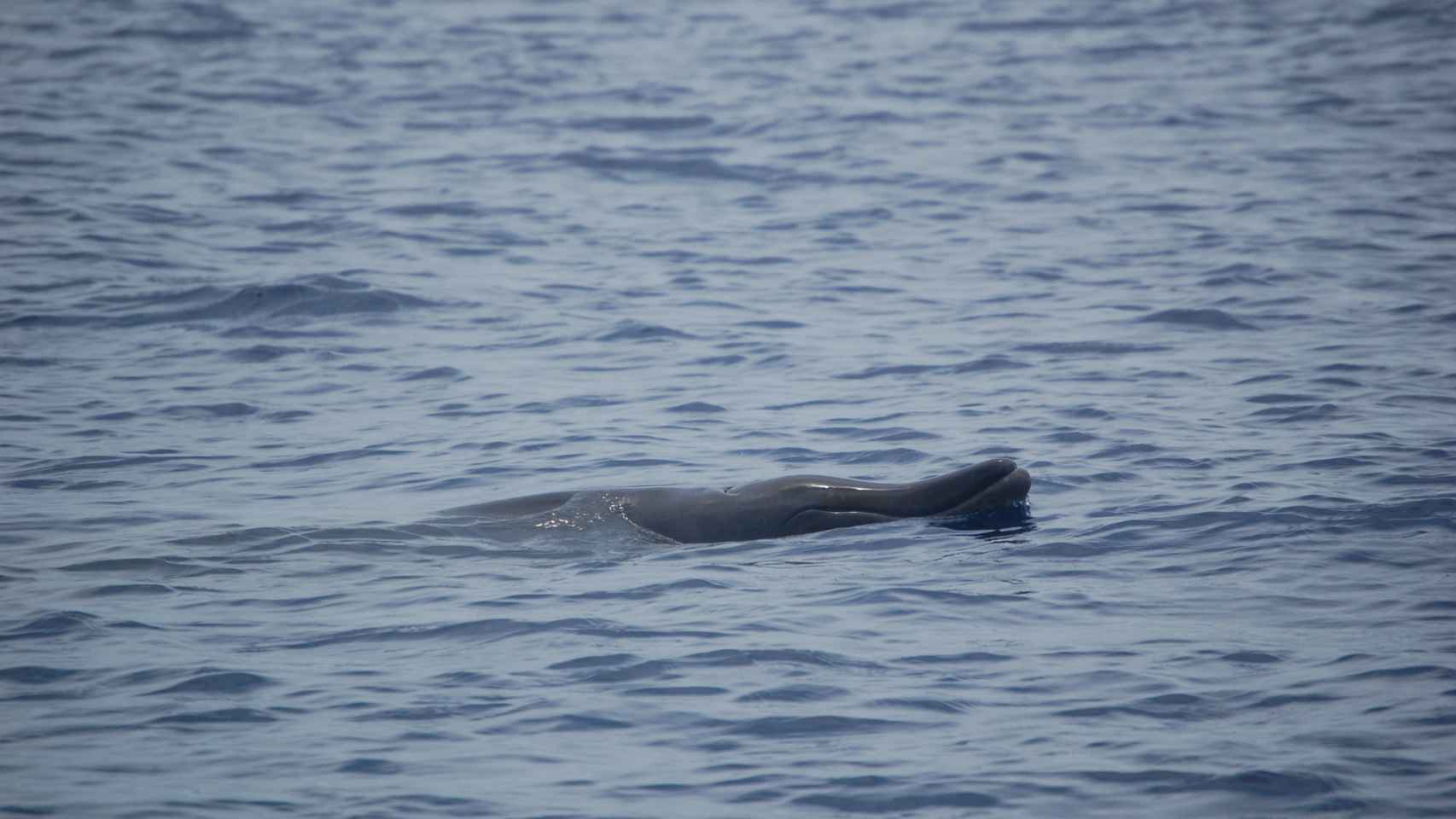 Un ejemplar de ballena picuda, emparentada con la nueva especie encontrada.