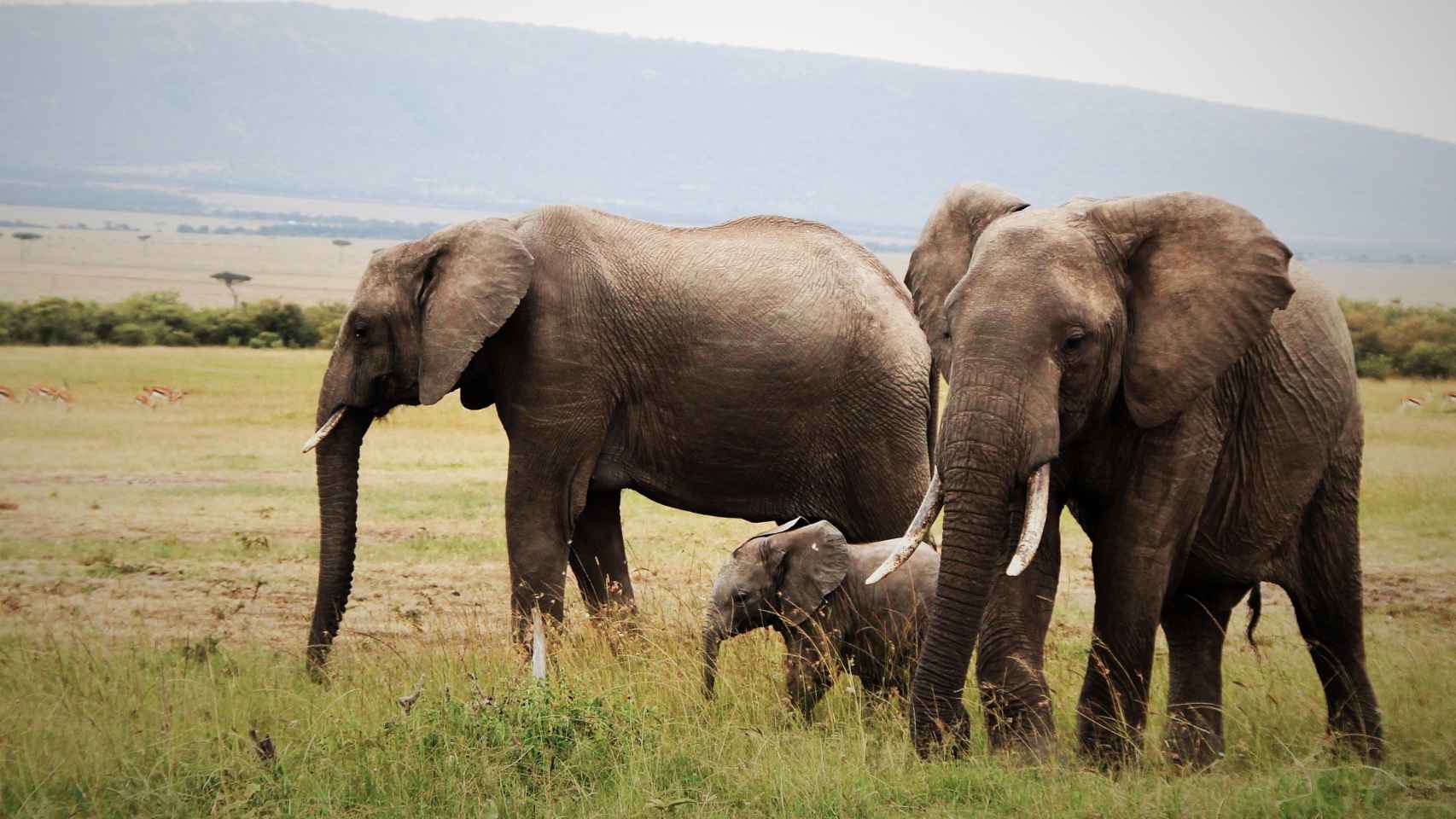 Una familia de elefantes camina por las llanuras de Mara.