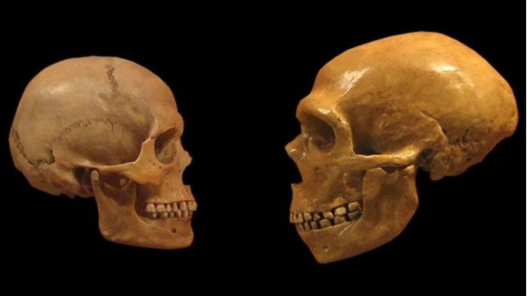 Comparación entre cráneos sapiens y neandertal