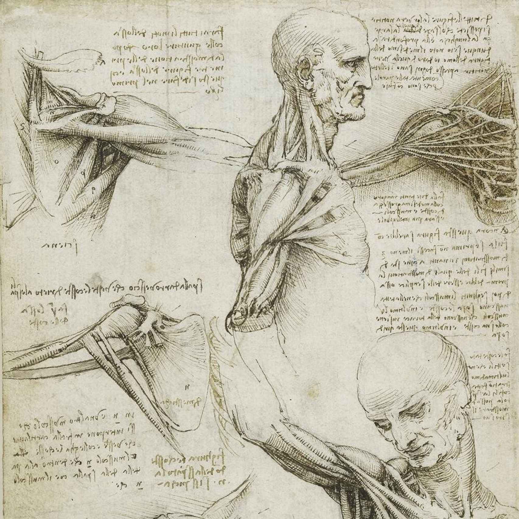 Estudio del movimiento del hombre, de Leonardo da Vinci.