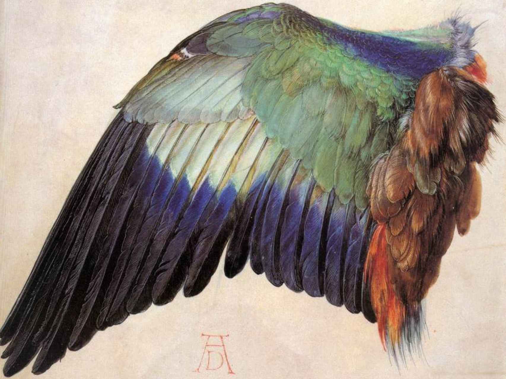 Acuarela del ala desplegada de una carraca, por Alberto Durero.