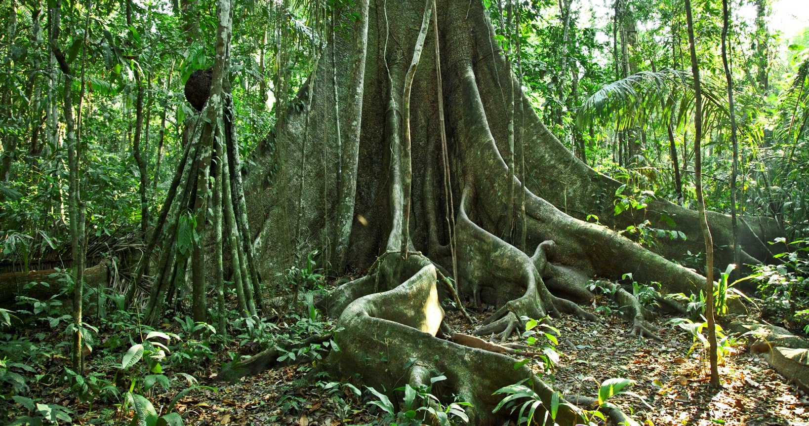 bosque-tropical