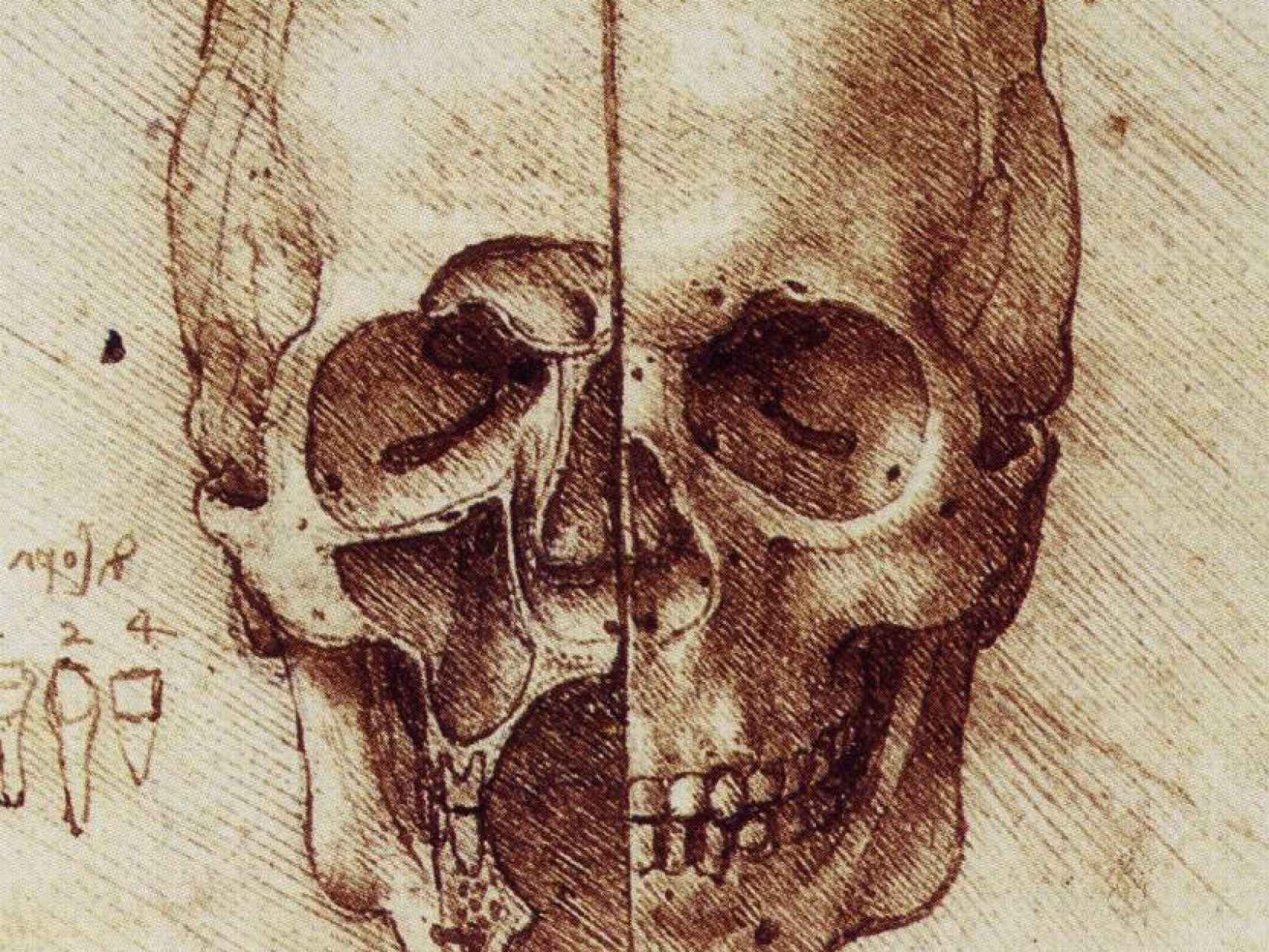 Un dibujo de una calavera en los cuadernos de Leonardo da Vinci.