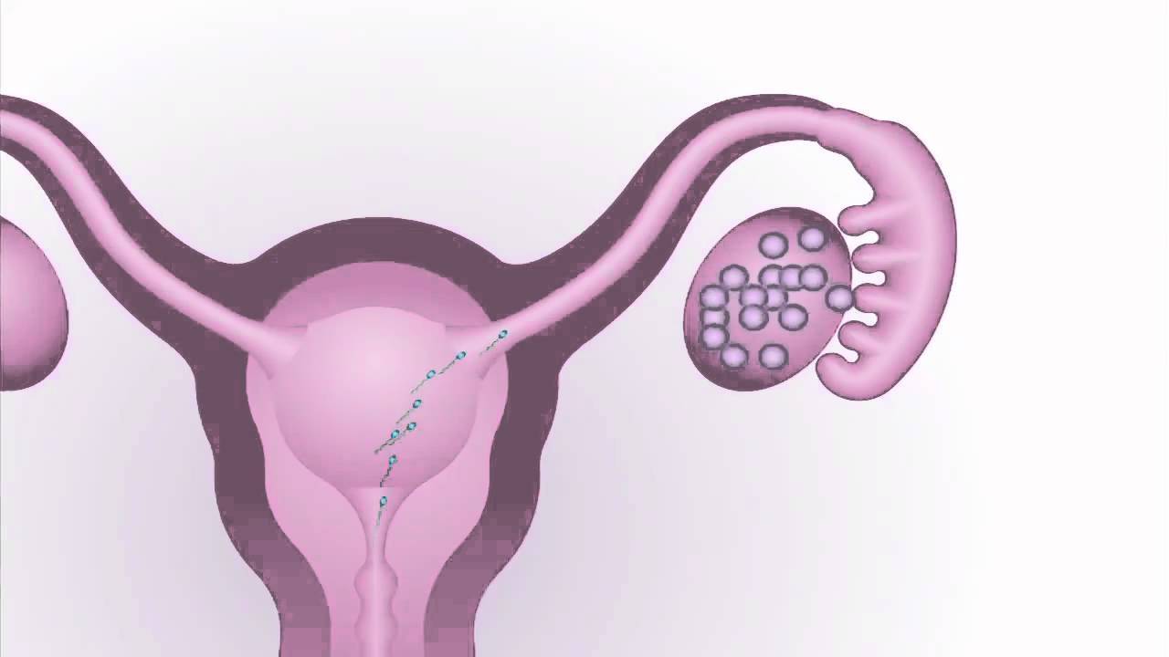 ovulacion