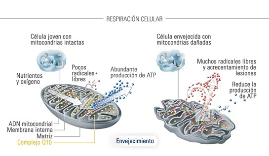 mitocondria