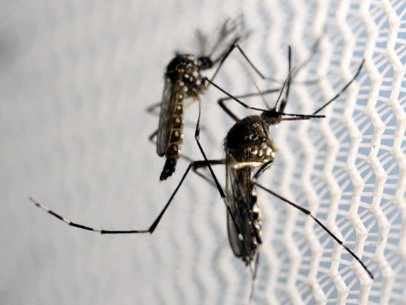 Dos ejemplares de Aedes aegypti.