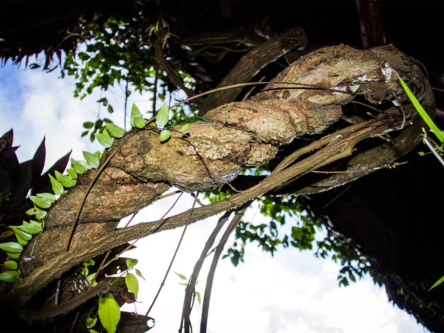 La ayahuasca es una de lasplantas de las que se obtiene el DMT