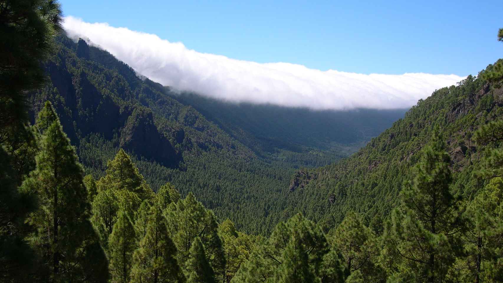 Imagen del pinar canario en la isla de La Palma
