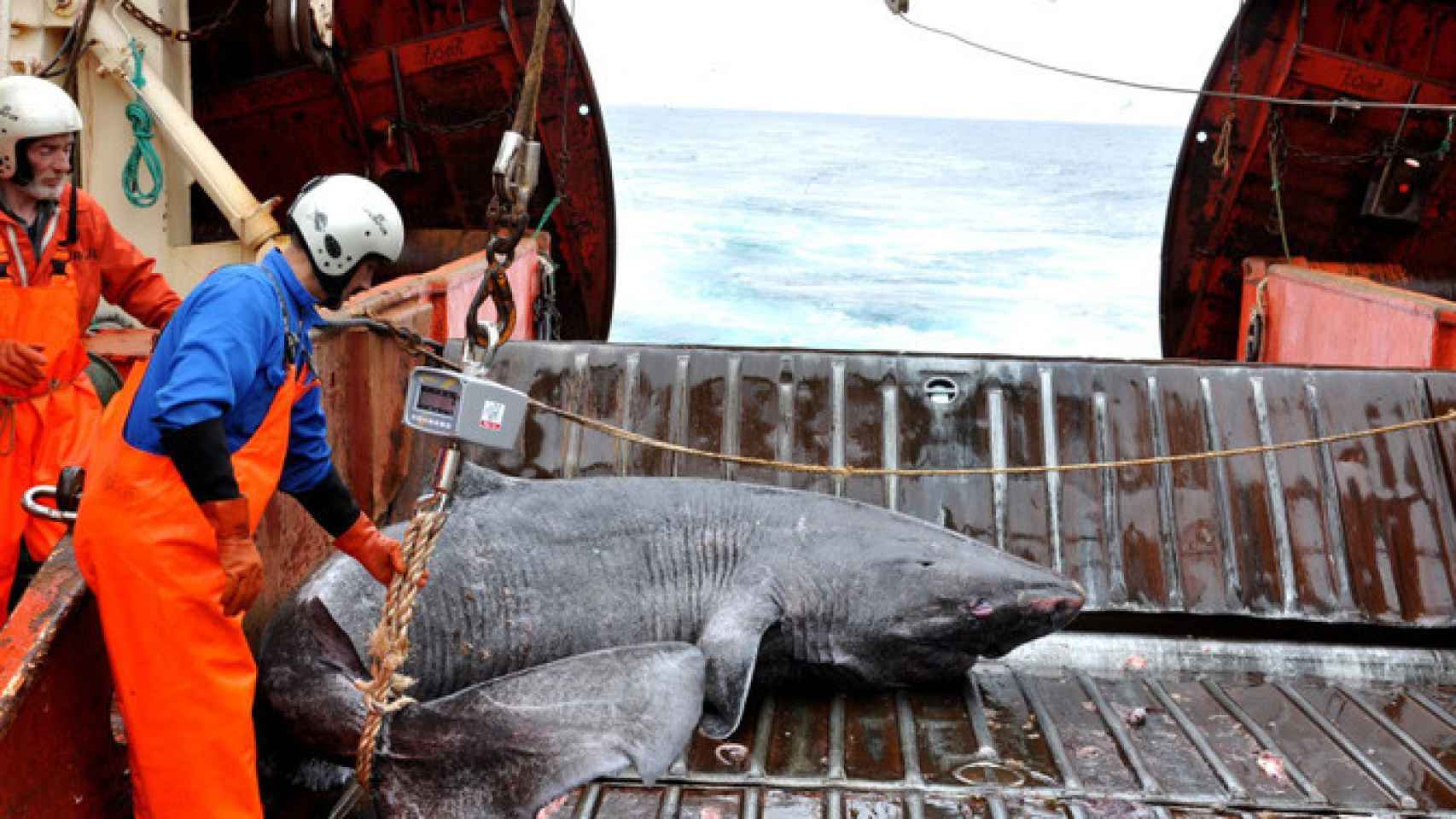 Un tiburón de Groenlandia se estudia en el buque de investigación Pâmiut.