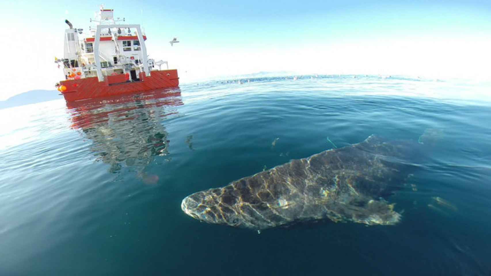 Un tiburón de Groenlandia se aleja para volver a las profundas y frías aguas del fiordo Uummannaq.