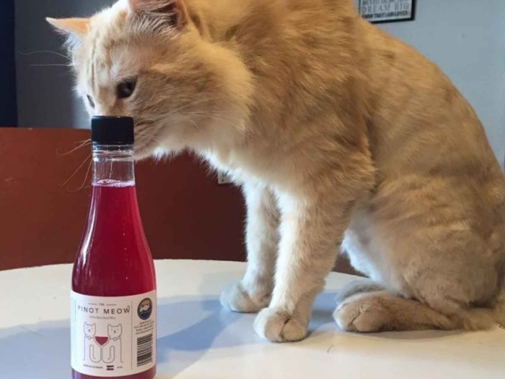 Sírvele a tu gato una copa de vino Pinot Meow