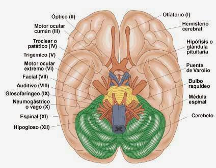 nervios-o-pares-craneales