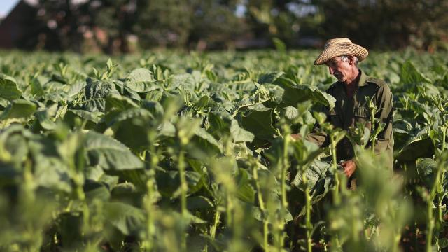 Plantación de tabaco en Cuba.