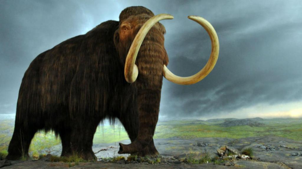 mamut