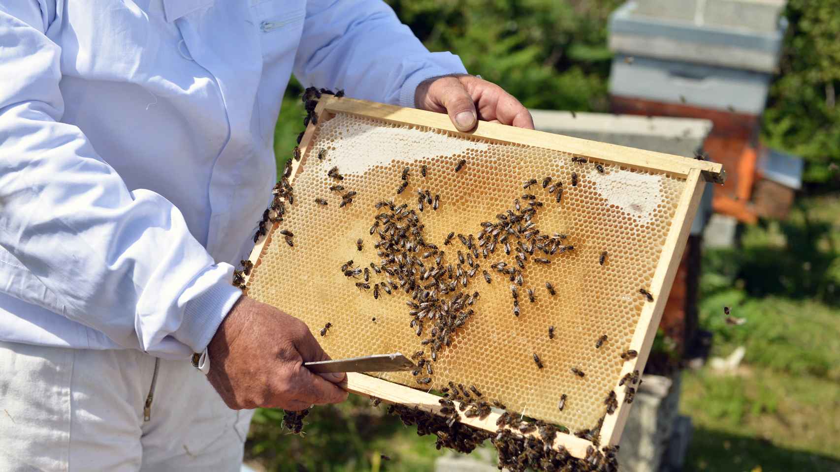 Un apicultor sostiene un panal de abejas