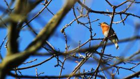 pajaro