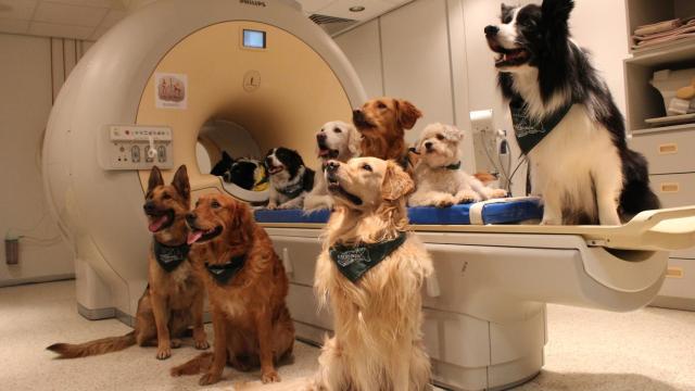 Los perros que participaron en el experimento.