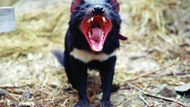 Un ejemplar de demonio de Tasmania.