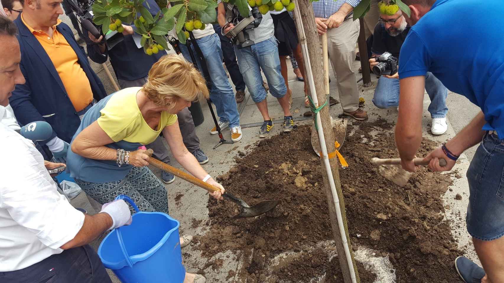 Esperanza Aguirre ha plantado un madroño de dos metros.