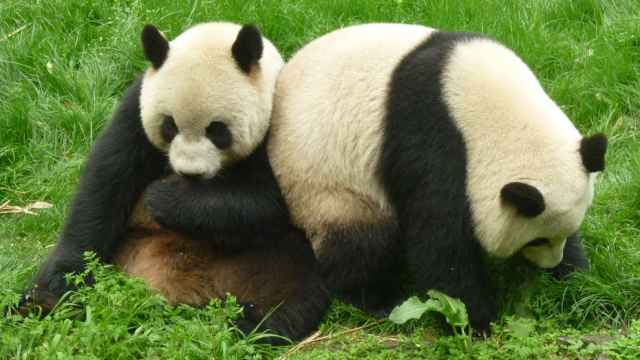 Los osos panda siguen siendo vulnerables en estado salvaje.