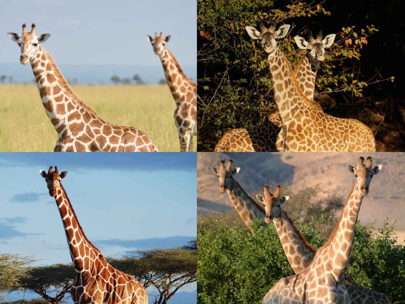 De izda a dcha y de arriba a abajo: Northern giraffe, Massai giraffe, Reticulated giraffe y Southern giraffe.