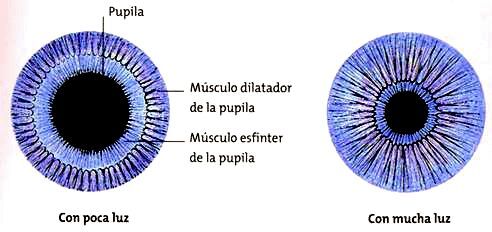 musculo-esfinter-del-iris-7