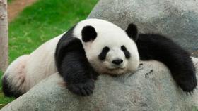 imagenes-osos-panda