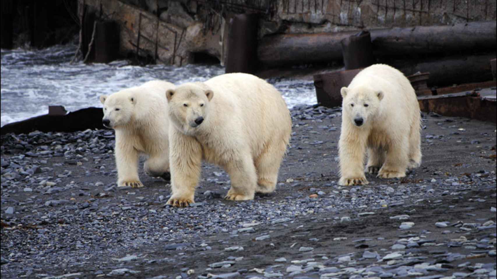 Tres osos polares de patrulla por la isla.