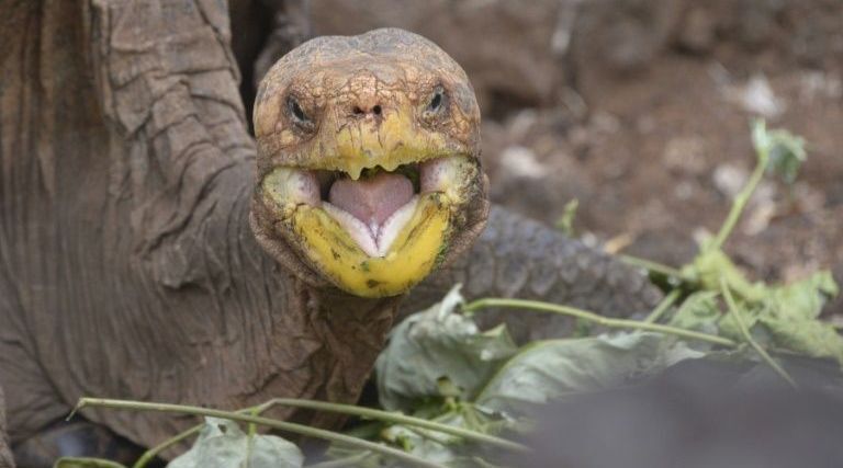 tortuga que salvó a su especie