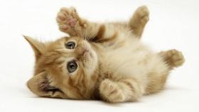 Ginger domestic kitten (Felis catus) rolling on back playing