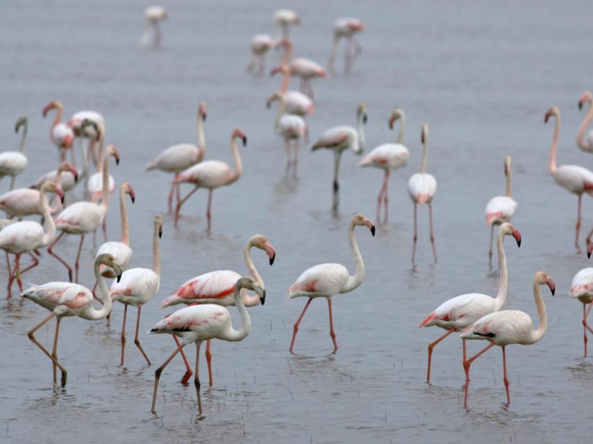 Un grupo de flamencos cerca de El Rocío, en Huelva.