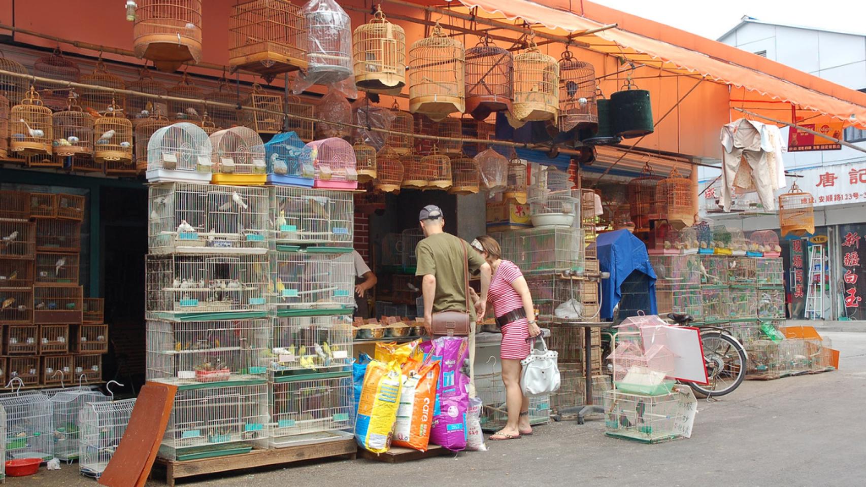 Una tienda de pájaros.