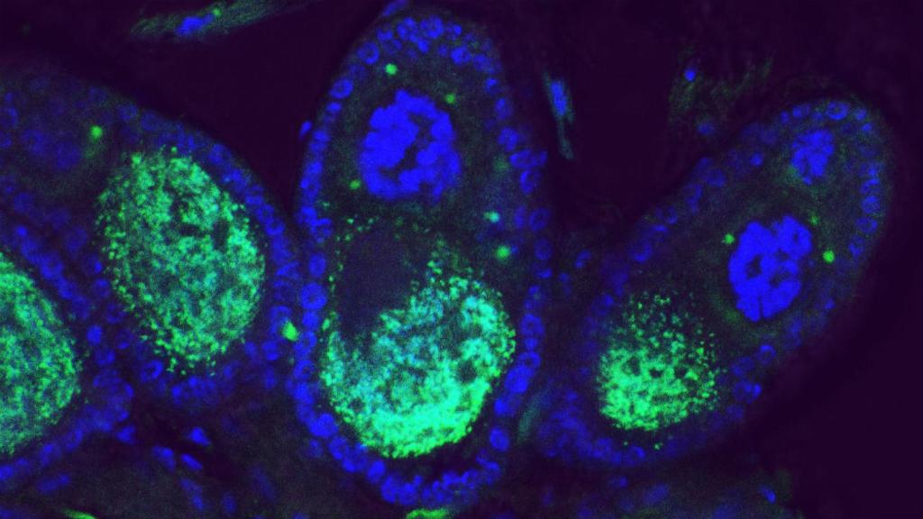 wolbachia2