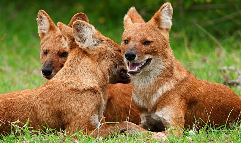 dholes